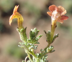 Jamesbrittenia aurantiaca
