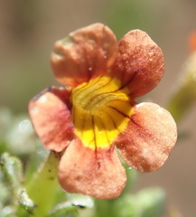 Jamesbrittenia aurantiaca