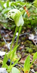 Pterostylis oliveri