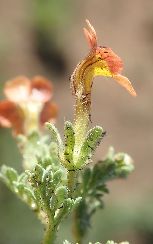 Image of Jamesbrittenia aurantiaca by (c) Nicola van Berkel, some rights reserved (CC BY-SA)