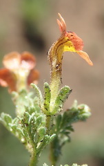 Jamesbrittenia aurantiaca