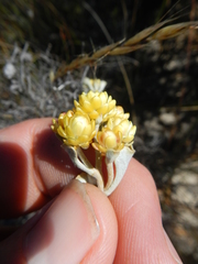 Syncarpa