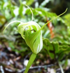 Pterostylis oliveri