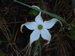 Jaborosa integrifolia