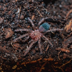 Brachypelma albiceps