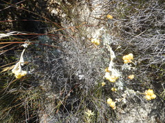 Syncarpa