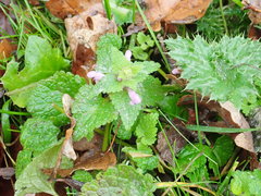 Lamium purpureum