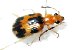 Brachinus nobilis