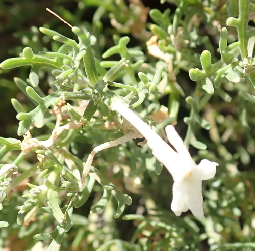 Image of Chascanum pinnatifidum by (c) Nicola van Berkel, some rights reserved (CC BY-SA)