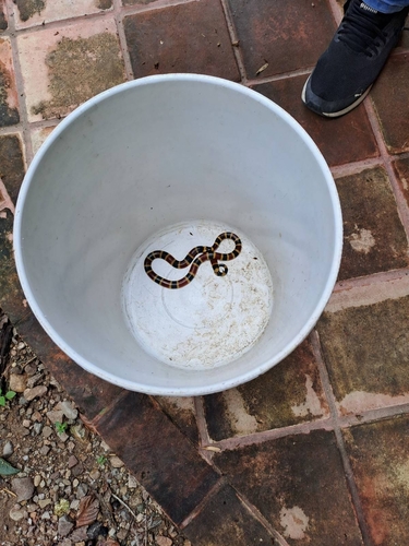 Oaxacan Coralsnake