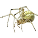 Theridiidae - Photo (c) Christian Back, μερικά δικαιώματα διατηρούνται (CC BY-NC), uploaded by Christian Back