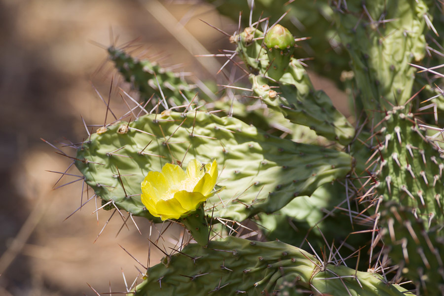 Opuntia sulphurea