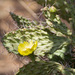 Opuntia sulphurea - Photo (c) Jukka Jantunen, some rights reserved (CC BY-NC), uploaded by Jukka Jantunen