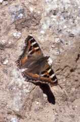 Aglais caschmirensis