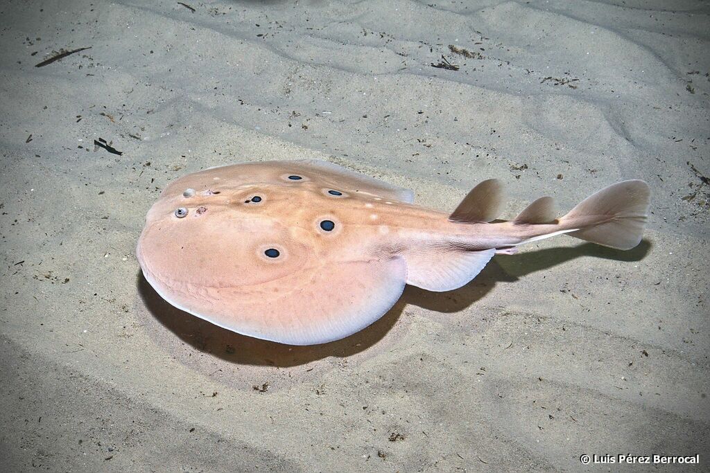 Torpedo