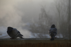 Columba livia domestica