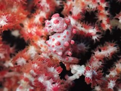 Hippocampus bargibanti