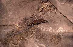 Aglais caschmirensis