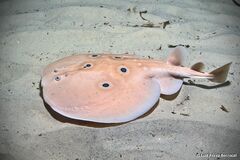 Common Torpedo photo 2