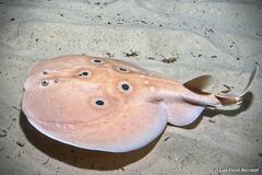 Common Torpedo photo 4