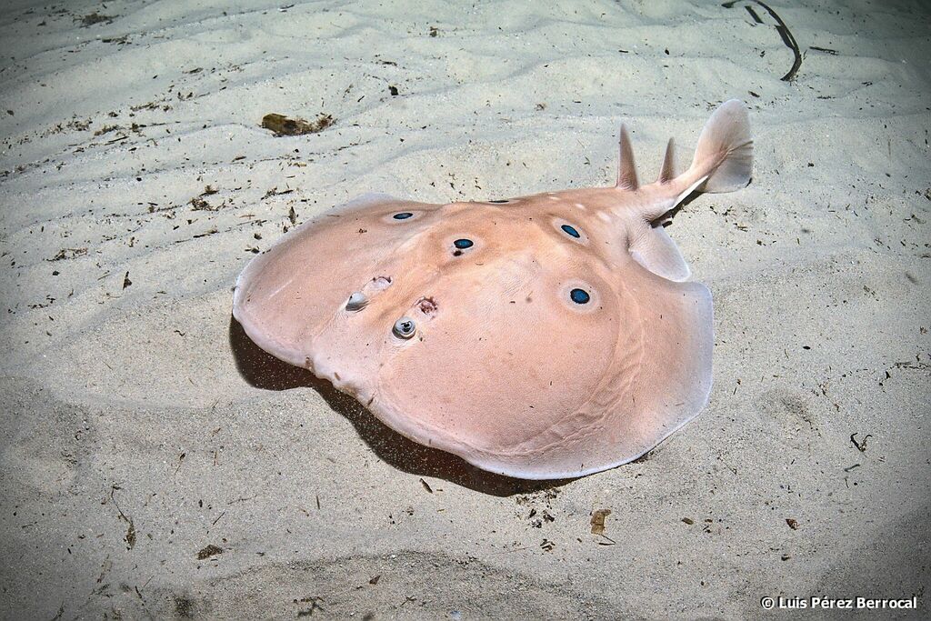 Common Torpedo