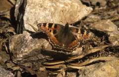 Aglais caschmirensis