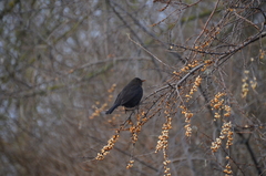 Turdus merula