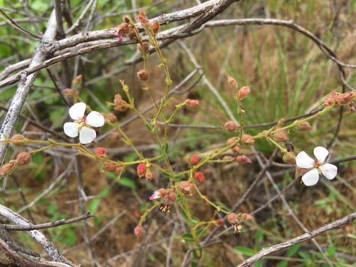 dustseed (Macairea lasiophylla)