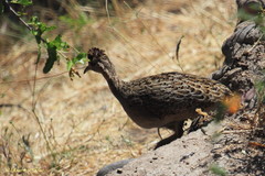 Nothoprocta perdicaria