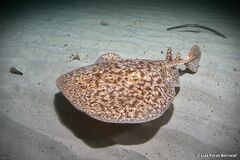 Marbled Electric Ray photo 3
