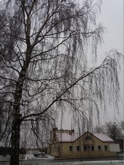 Betula pendula