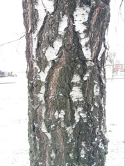 Betula pendula