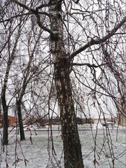 Betula pendula