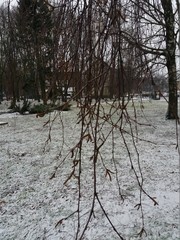 Betula pendula