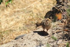 Nothoprocta perdicaria