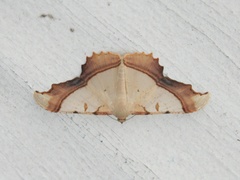 Zeheba lucidata