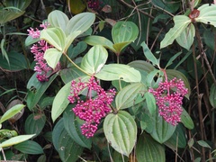 Medinilla
