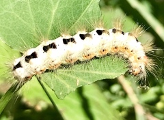 Acronicta euphorbiae