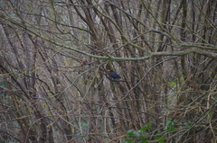 Turdus merula