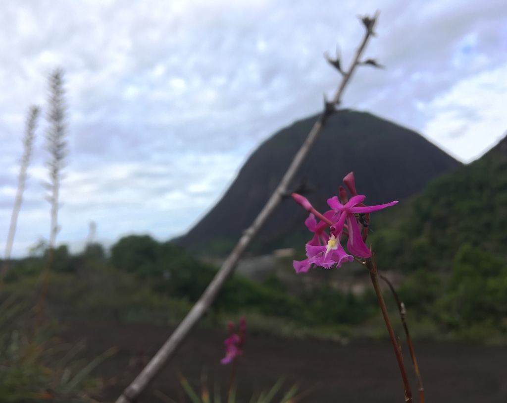 Epidendrum × gransabanense