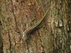 Anolis roquet