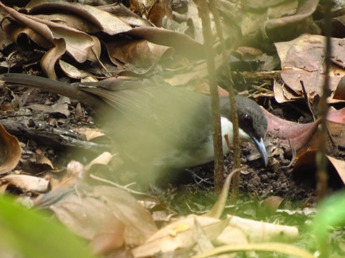 Ramphocinclus brachyurus