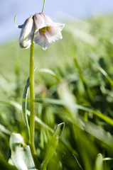 Fritillaria striata