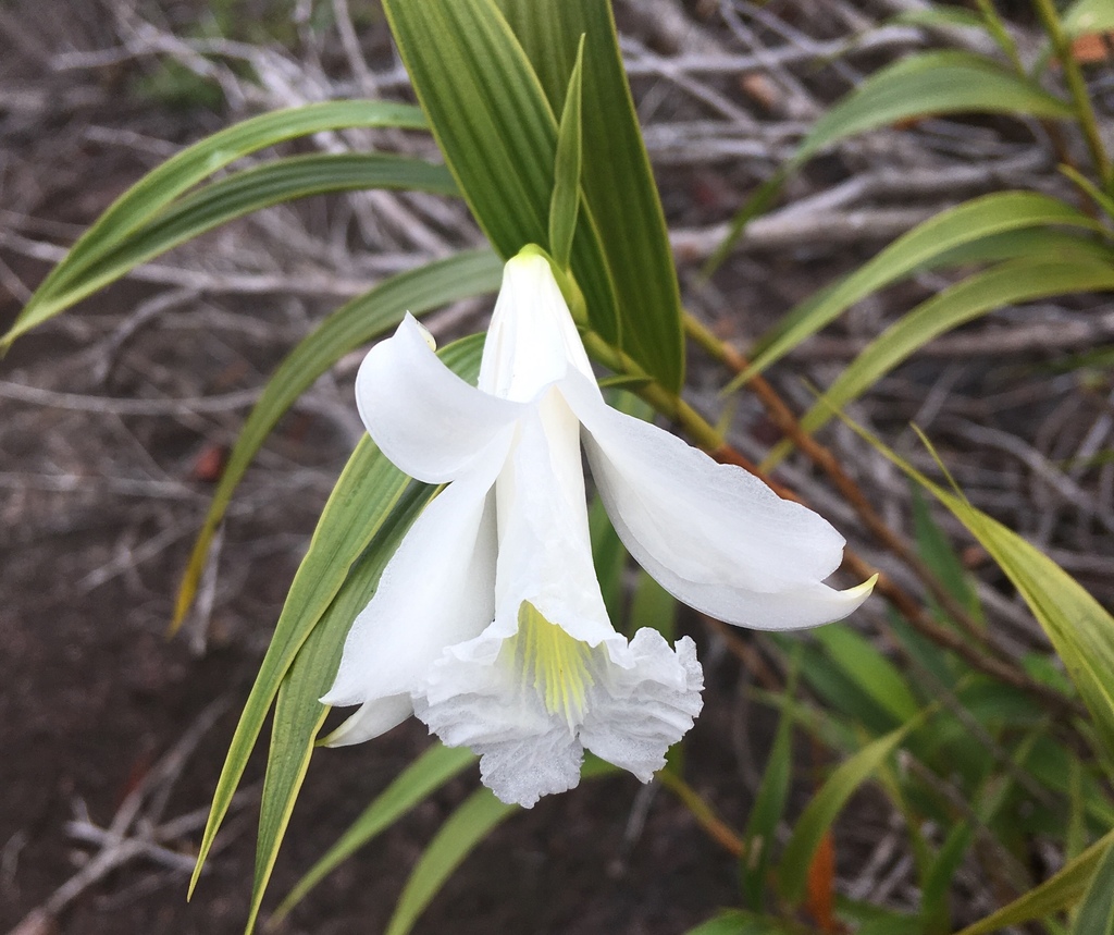 Sobralia granitica