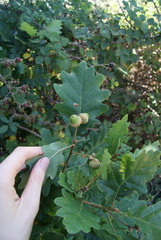 Quercus × rosacea
