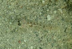 Coryphopterus glaucofraenum