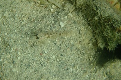 Coryphopterus glaucofraenum