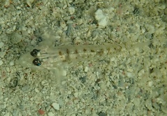 Coryphopterus glaucofraenum