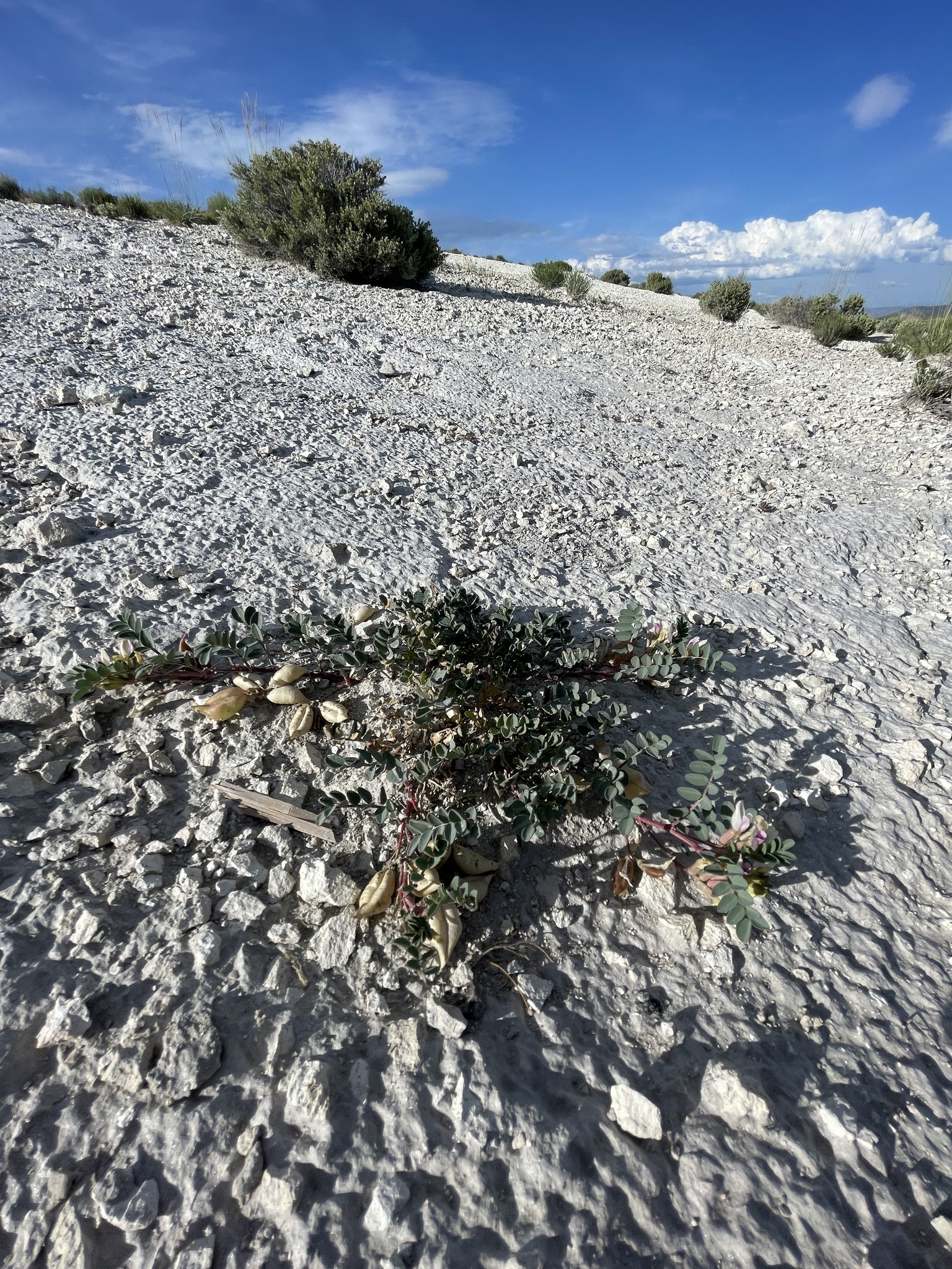 Astragalus lentiginosus var. pohlii