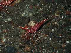 Rhynchocinetes durbanensis